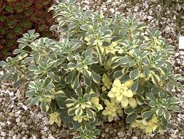 Image result for Aichryson