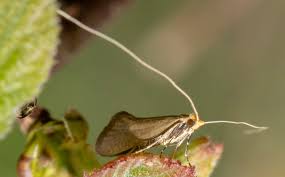 Attēlu rezultāti vaicājumam “Nematopogon sp.”