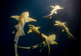 Image result for Ginglymostoma cirratum