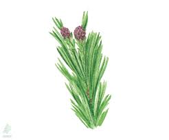 Attēlu rezultāti vaicājumam “Pinus peuce”