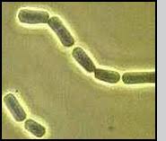 Attēlu rezultāti vaicājumam “Phlebiopsis gigantea”