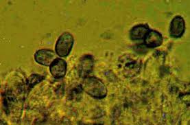Attēlu rezultāti vaicājumam “Mucronella”
