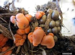 Attēlu rezultāti vaicājumam “Lycogala sp.”