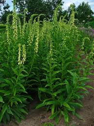 Image result for Digitalis lutea