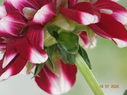 Image result for Dahlia x pinnata `Redskin`
