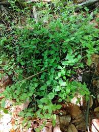Attēlu rezultāti vaicājumam “Moehringia trinervia leaf”
