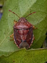 Attēlu rezultāti vaicājumam “Pentatomidae”