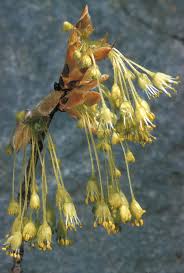 Attēlu rezultāti vaicājumam “Acer saccharinum fruit”