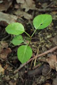 Attēlu rezultāti vaicājumam “Pyrus pyraster leaf”