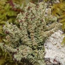Attēlu rezultāti vaicājumam “Cladonia”