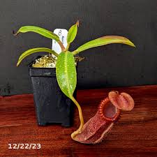 Attēlu rezultāti vaicājumam “Edwardsiana geometrica”