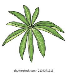 Attēlu rezultāti vaicājumam “Lupinus polyphyllus leaf”