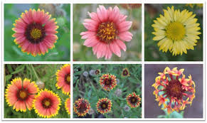 Image result for Gaillardia