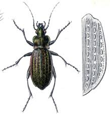 Attēlu rezultāti vaicājumam “Carabus granulatus”