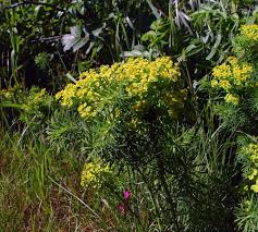Attēlu rezultāti vaicājumam “Euphorbia cyparissias fruit”