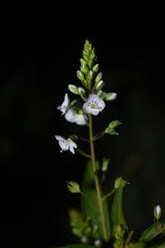 Attēlu rezultāti vaicājumam “Veronica anagallis-aquatica leaf”