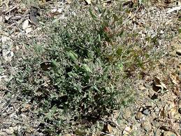 Attēlu rezultāti vaicājumam “Atriplex patula”