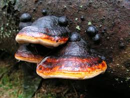 Attēlu rezultāti vaicājumam “Fomitopsis rosea”