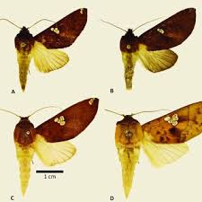 Attēlu rezultāti vaicājumam “Badhamiopsis sp.”