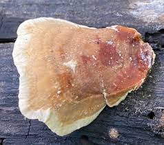 Attēlu rezultāti vaicājumam “Stereum fasciatum”