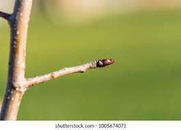 Attēlu rezultāti vaicājumam “Aronia melanocarpa bud”