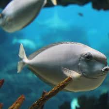 Image result for Naso lituratus