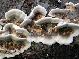 Attēlu rezultāti vaicājumam “Bjerkandera adusta”