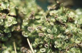 Attēlu rezultāti vaicājumam “Preissia quadrata”