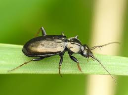 Attēlu rezultāti vaicājumam “Loricera pilicornis”