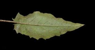 Attēlu rezultāti vaicājumam “Hieracium vulgatum leaf”