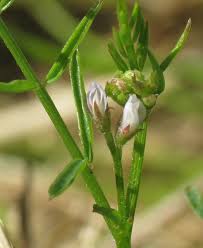 Attēlu rezultāti vaicājumam “Vicia hirsuta bud”