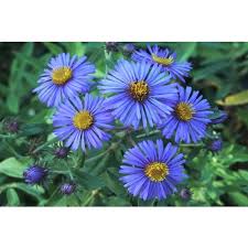 Image result for Aster novae-angliae