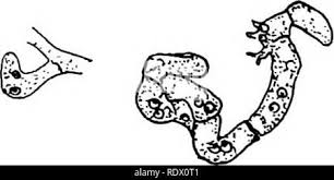 Attēlu rezultāti vaicājumam “Urocystis anemones”