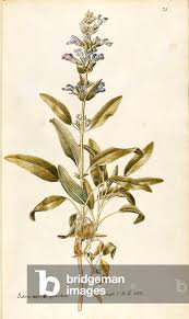 Attēlu rezultāti vaicājumam “Labiatae”