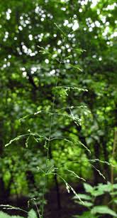 Attēlu rezultāti vaicājumam “Milium effusum leaf”