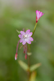 Attēlu rezultāti vaicājumam “Epilobium montanum flower”