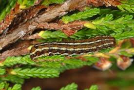 Attēlu rezultāti vaicājumam “Lycophotia porphyrea”