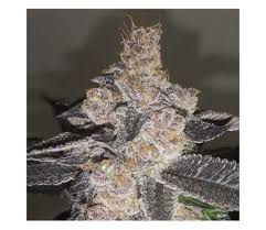 Resultado de imagen para la marihuana channel