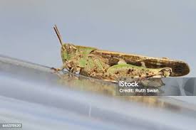 Attēlu rezultāti vaicājumam “Myrmeleotettix maculatus”