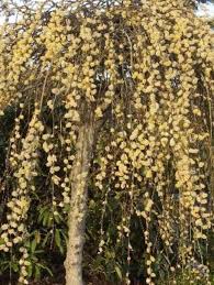 Attēlu rezultāti vaicājumam “Salix caprea”