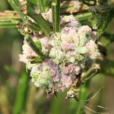 Attēlu rezultāti vaicājumam “Acalitus longisetosus”