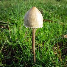 Attēlu rezultāti vaicājumam “Panaeolus papilionaceus”