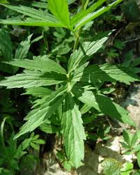 Attēlu rezultāti vaicājumam “Cardamine bulbifera leaf”