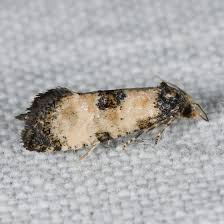 Attēlu rezultāti vaicājumam “Cochylis dubitana”