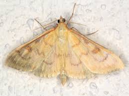 Attēlu rezultāti vaicājumam “Paratalanta hyalinalis”