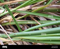 Attēlu rezultāti vaicājumam “Carex loliacea fruit”