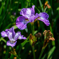 Attēlu rezultāti vaicājumam “Iris sibirica leaf”