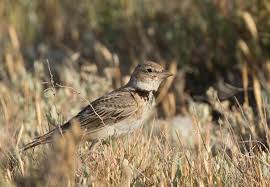 Image result for Melanocorypha calandra