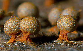 Attēlu rezultāti vaicājumam “Stemonitopsis amoena spores”