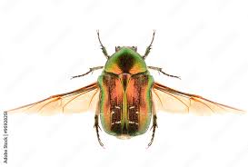 Attēlu rezultāti vaicājumam “Cetonia aurata”